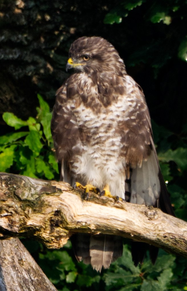 Buzzard
