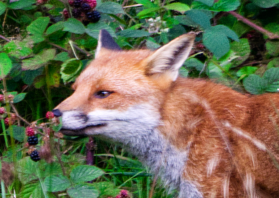 Fox Share Hill