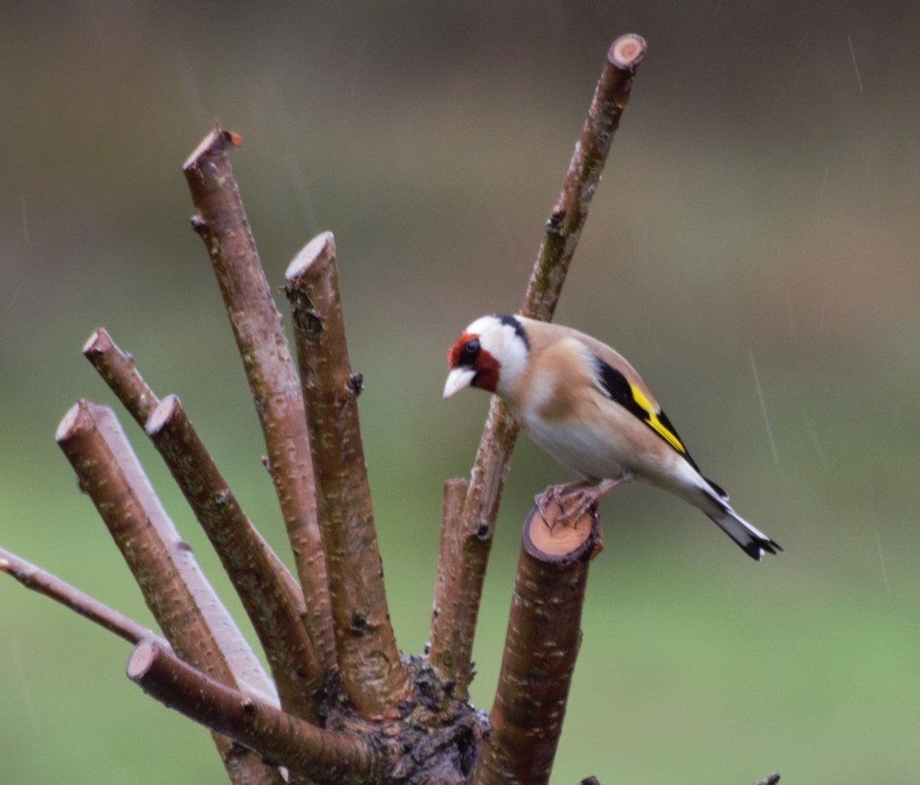 goldfinch