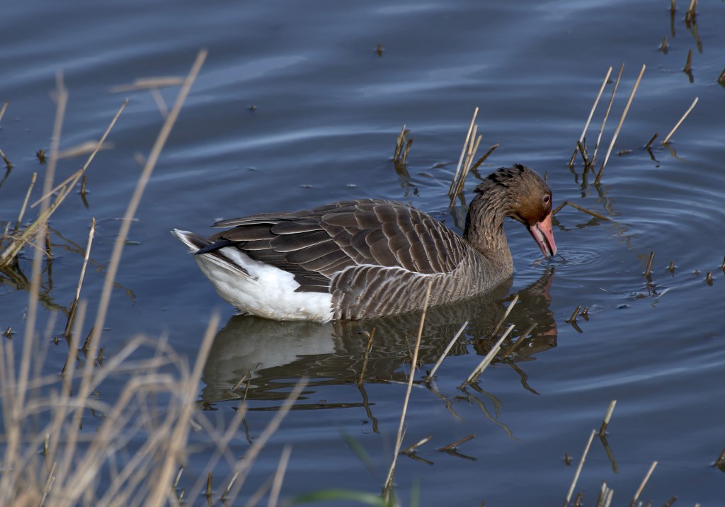 GOOSE
